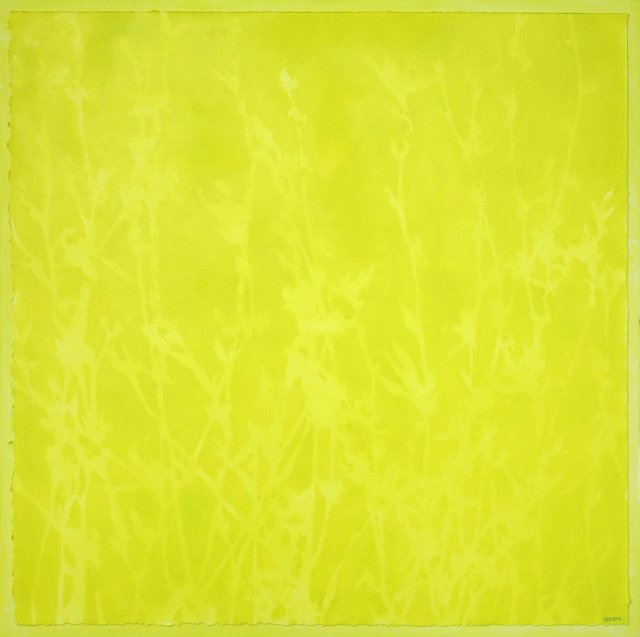 The Vibrancy of Chicory