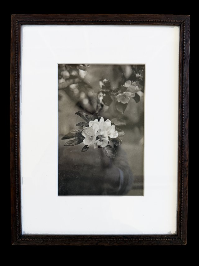 Apple Blossom