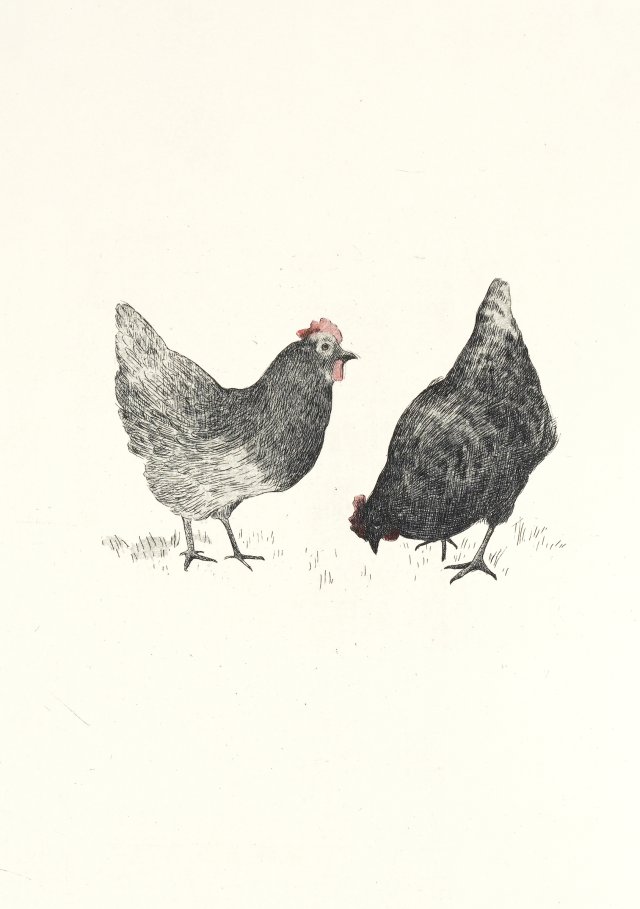 Chickens, 2/10