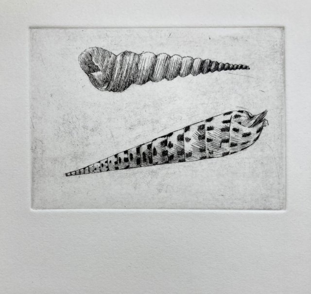 Turritella Terebra & Dark-Spotted Auger