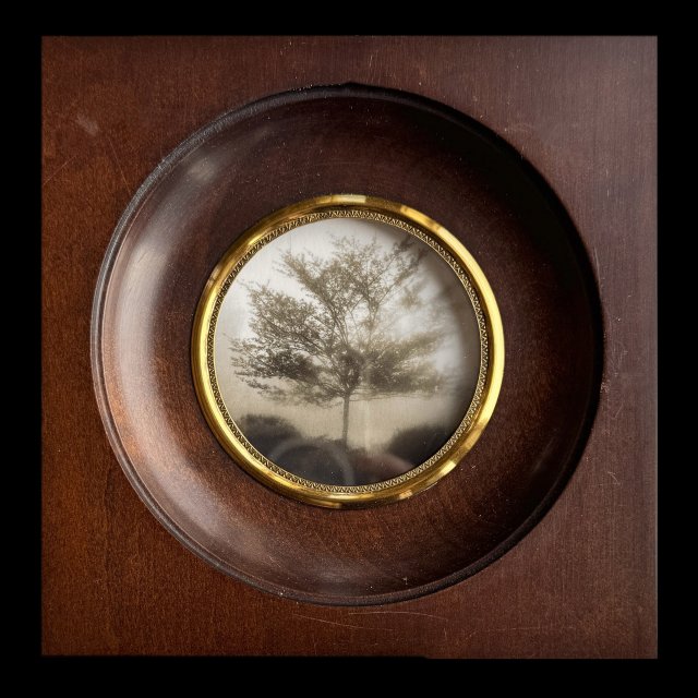 Tree at South Street