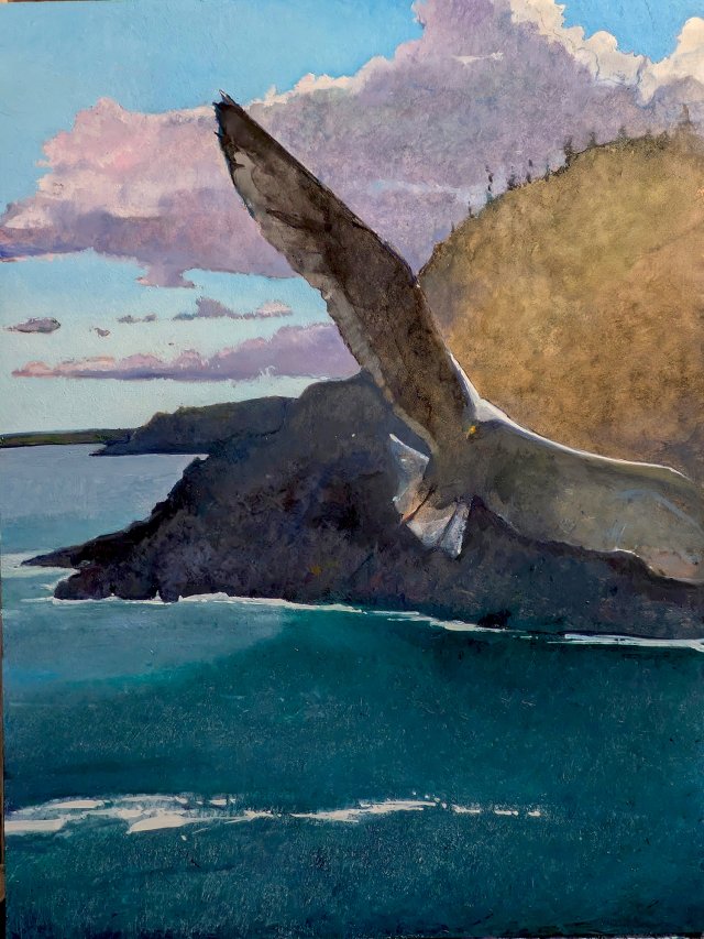 Herring Gull
