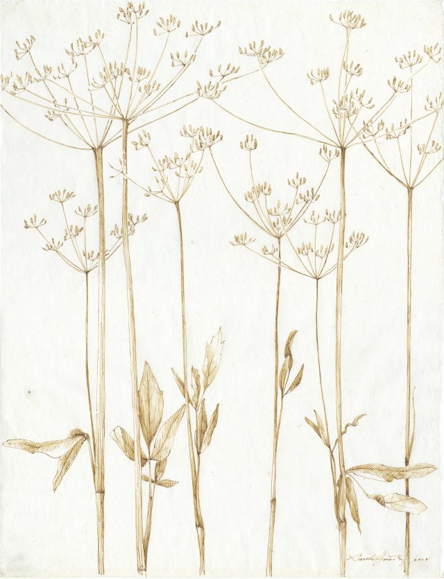 Sweet-Cicely (Ochre)