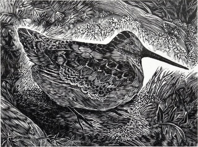 Woodcock