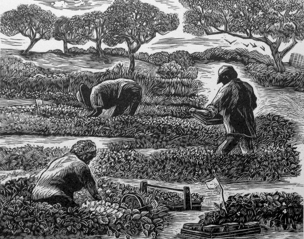 Strawberry Pickers