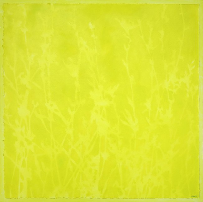 The Vibrancy of Chicory