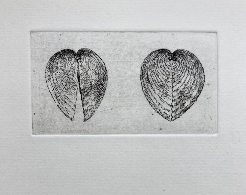Heart Cockle