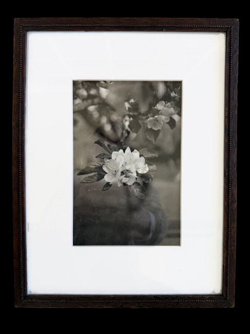 Apple Blossom