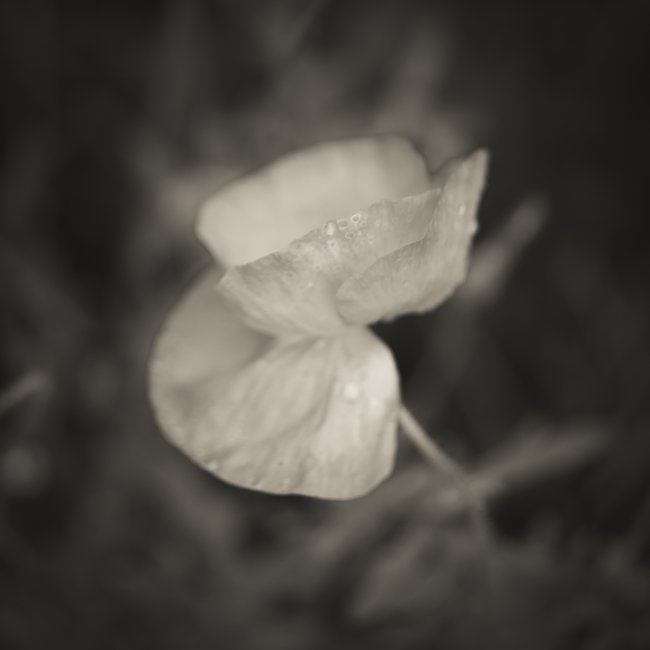 Last Poppy, 1/10