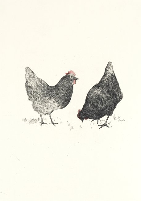 Chickens, 2/10
