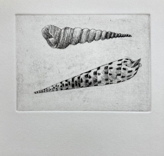 Turritella Terebra & Dark-Spotted Auger