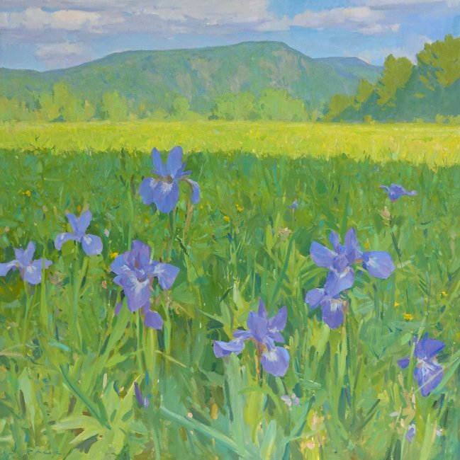 Fernalds Neck Irises