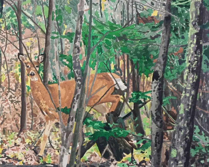 Cottage Book: Deer in Woods