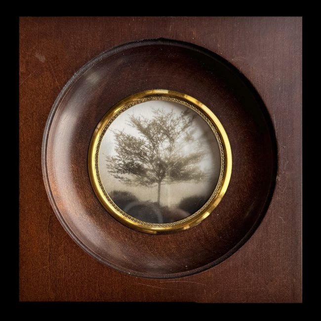 Tree at South Street