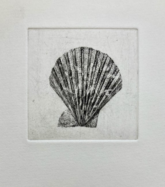 Royal Cloak Scallops
