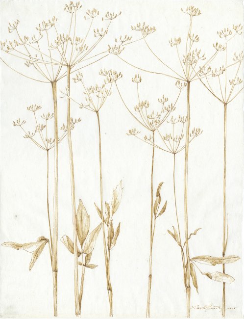 Sweet-Cicely (Ochre)